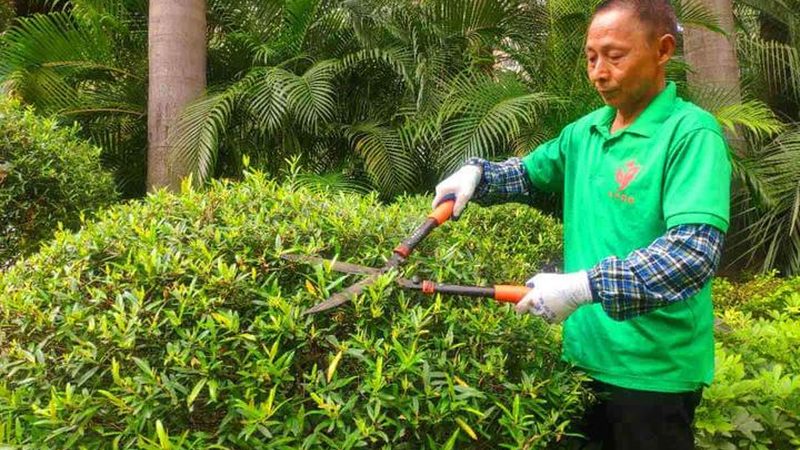 小区绿化预算审核，这些关键点不容忽视**