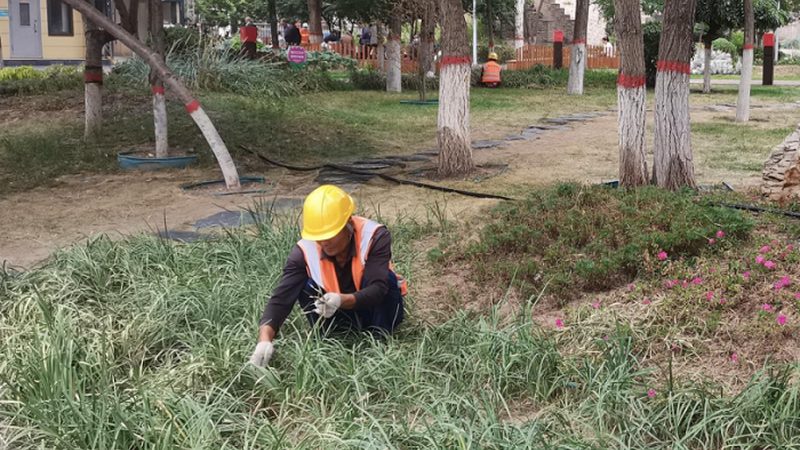 庭院观赏苗木哪个品种好