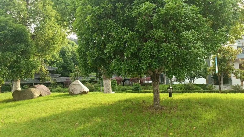 垂直绿化墙为何养不活？揭秘常见原因及应对策略
