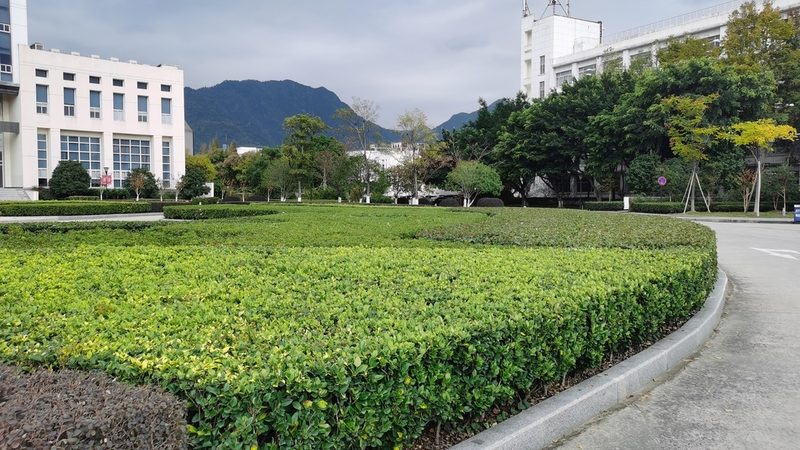 树池尺寸选择：园林工程中的关键一环