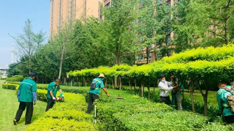 草坪卷选购：如何挑选质量好又实惠的供应商
